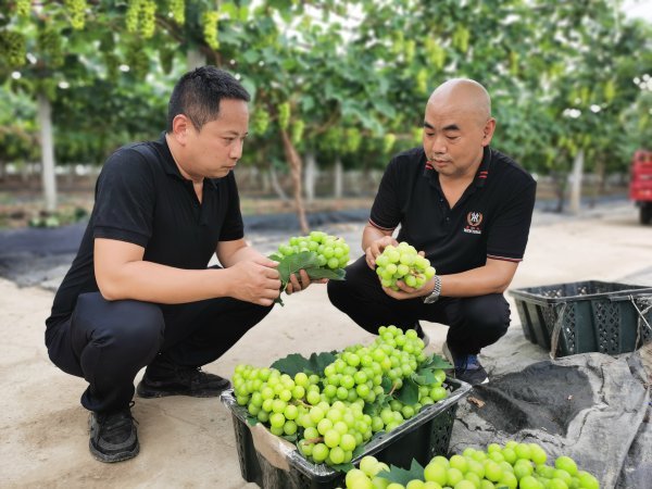  李加彬（右）為客戶介紹自家的陽光玫瑰葡萄。